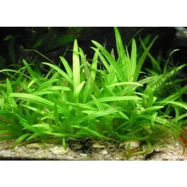 Aquatic green plant with long, pointed leaves.