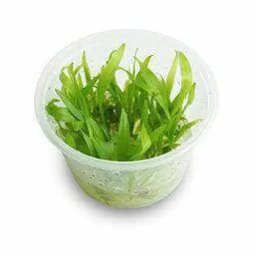 Tissue Culture - Echinodorus Bolivianus (Rusby) Holm