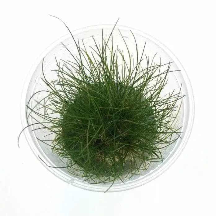 Tissue Culture - Eleocharis Acicularis 'mini Hair'