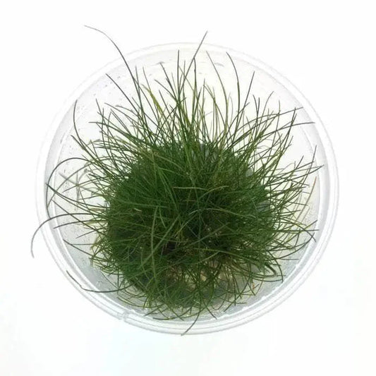 Tissue Culture - Eleocharis Acicularis 'mini Hair'