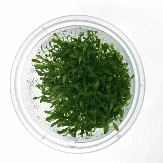 Tissue Culture - Glossostigma Elatinoides