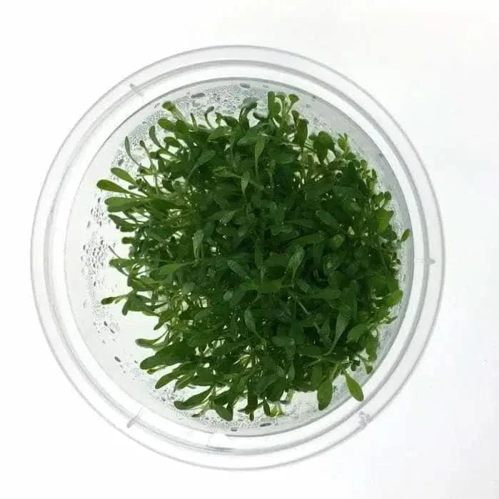 Aquatic plant in a clear container.