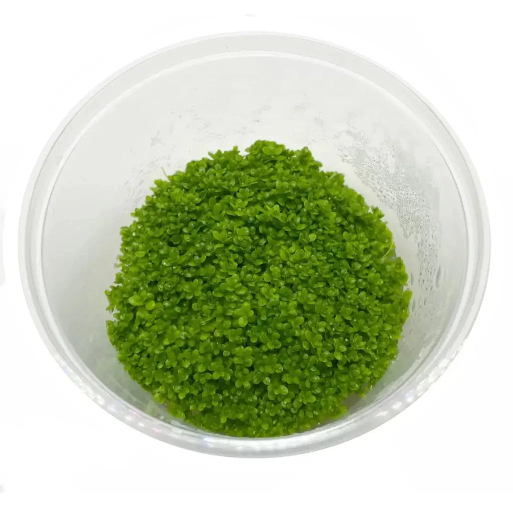 Tissue Culture - HC Cuba