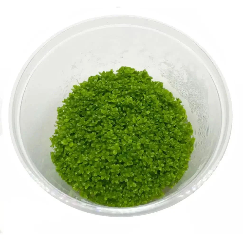 Green aquatic plant in a clear container.