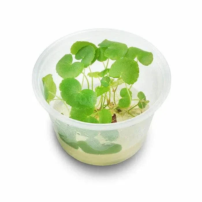 Hydrocotyle tripartita plant in a plastic container.