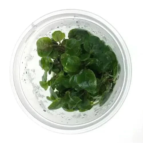 Aquatic plant in a clear container.