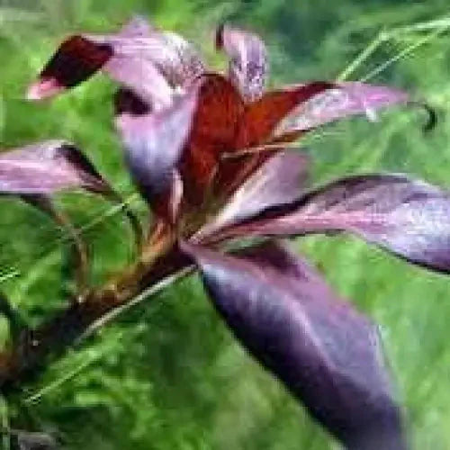 Tissue Culture - Ludwigia Glandulosa