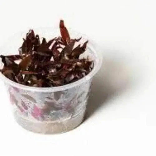 Tissue Culture - Ludwigia Glandulosa