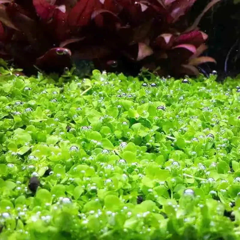 Tissue Culture - Micranthemum Monte Carlo