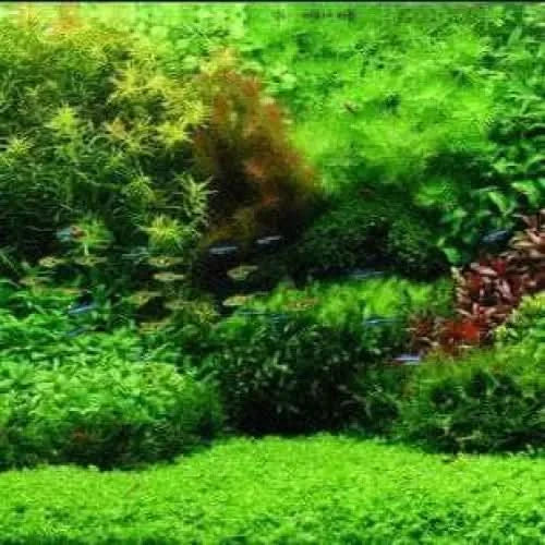 Lush green aquarium plants with fish.