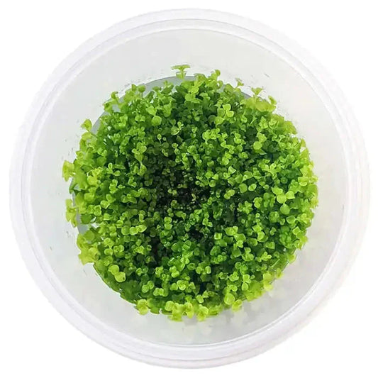 Tissue Culture - Micranthemum umbrosum ’Takashi Carpet’