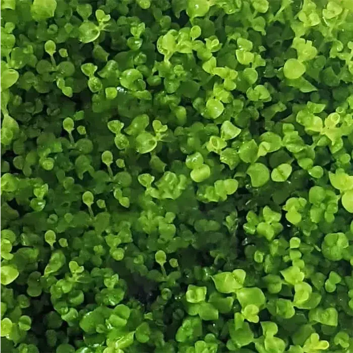 Dense green aquatic plant.