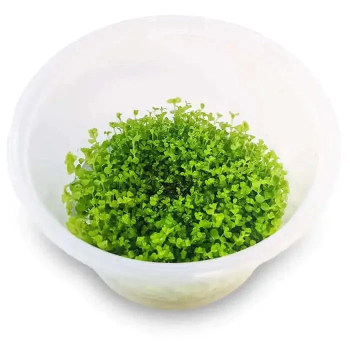 Tissue Culture - Micranthemum umbrosum ’Takashi Carpet’