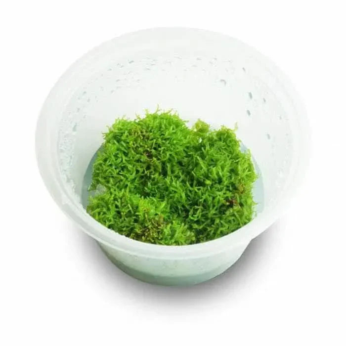 Green moss in a clear plastic container.