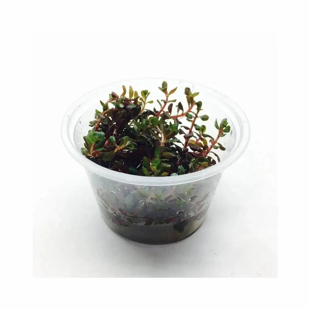 Tissue Culture - Rotala Rotundifolia - Colorata