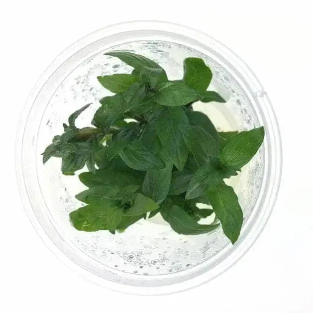 Tissue Culture - Staurogyne Repens