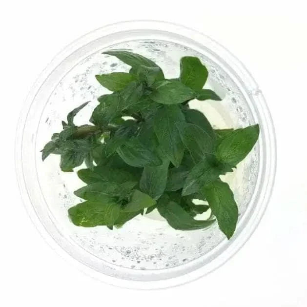 Green aquatic plant in a clear container.