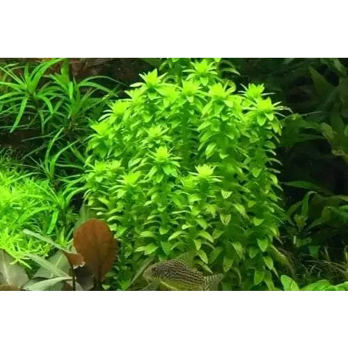 Aquarium plant with a fish.