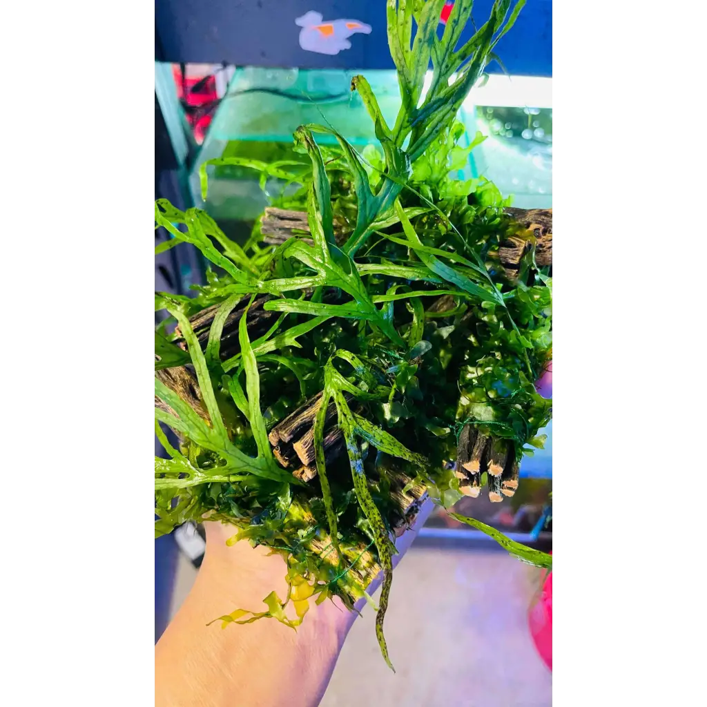 Trident Fern + Subwassertang On Cholla Wood