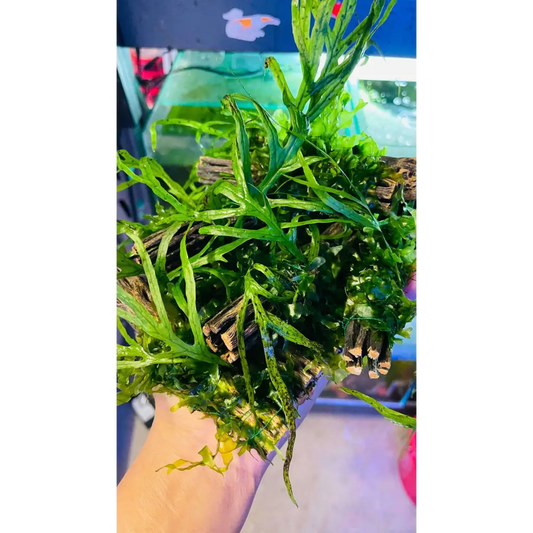 Trident Fern + Subwassertang On Cholla Wood