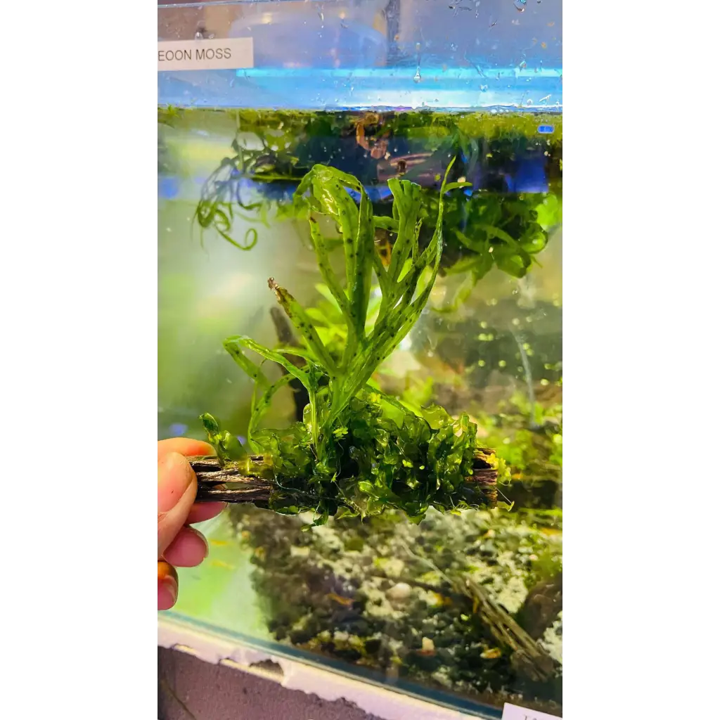 Trident Fern + Subwassertang On Cholla Wood