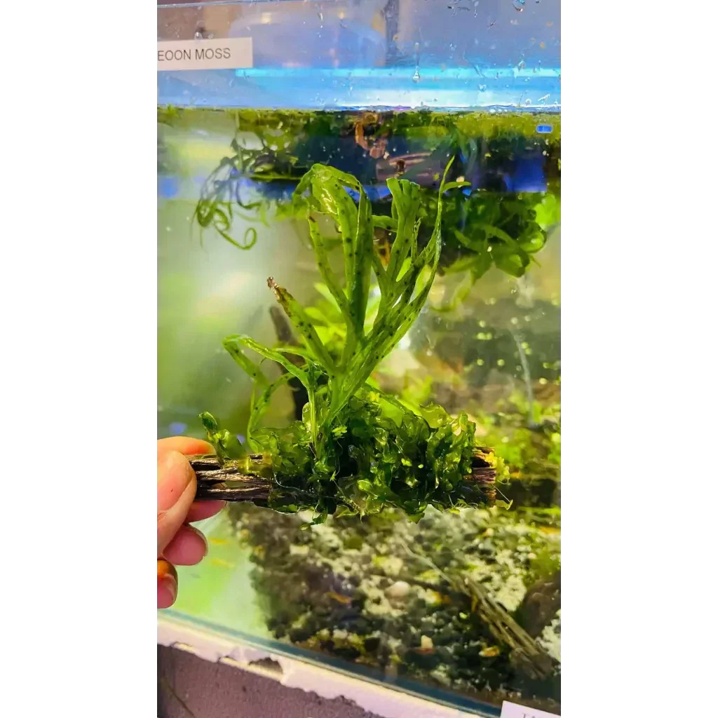 Aquatic plant on driftwood.