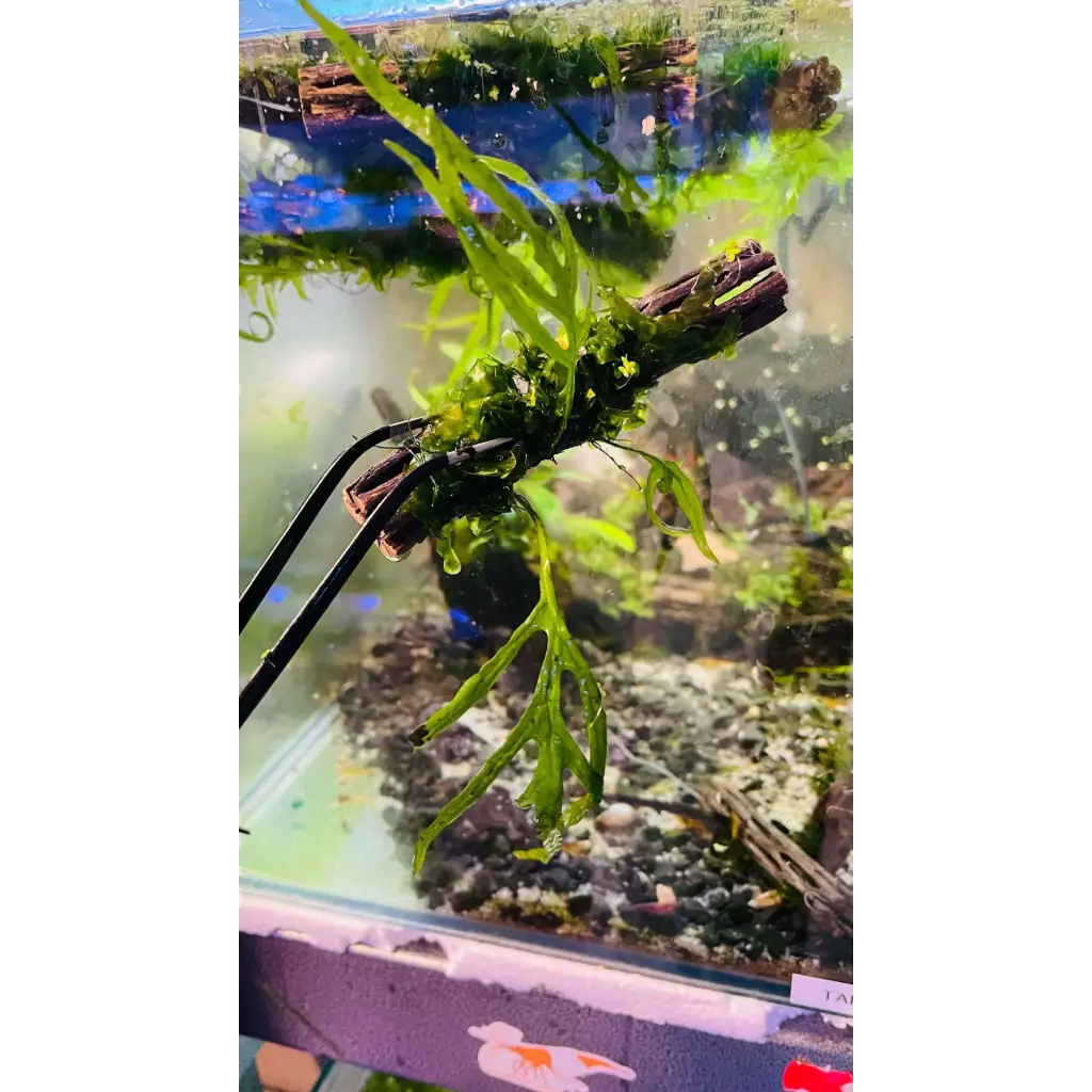 Trident Fern + Subwassertang On Cholla Wood