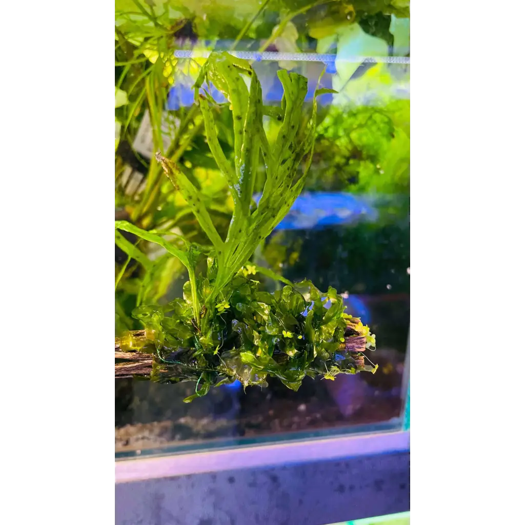 Trident Fern + Subwassertang On Cholla Wood