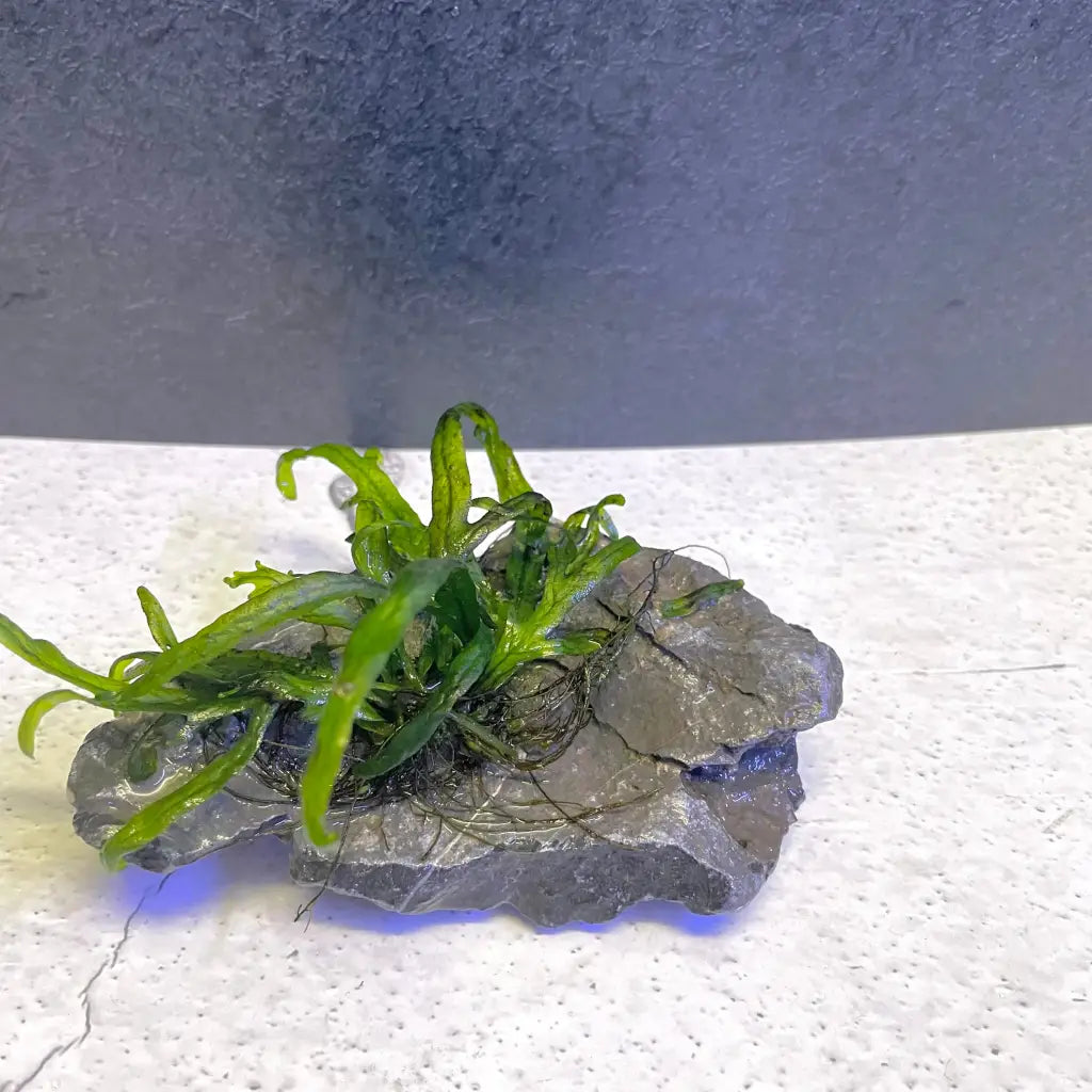 Trident on seiryu stone
