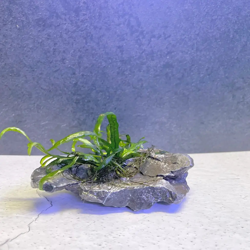 Trident on seiryu stone