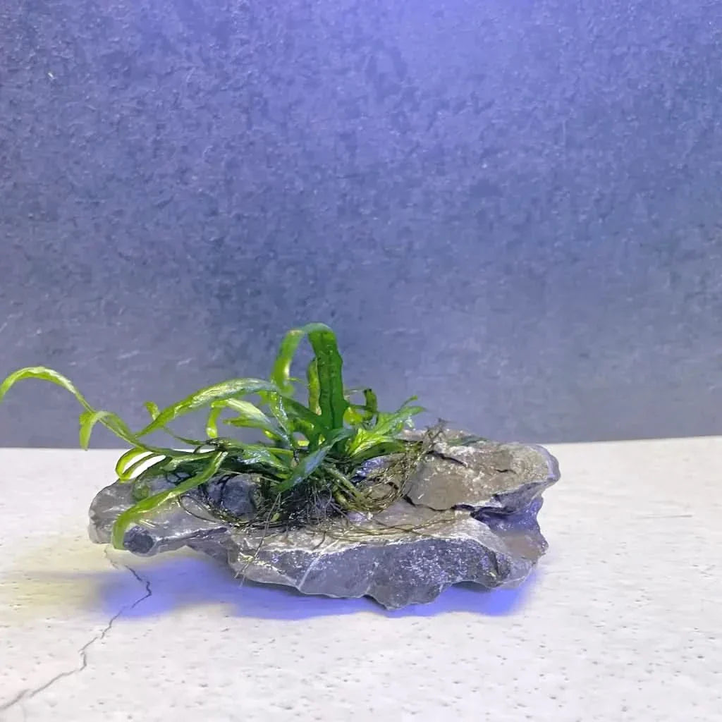 Aquatic plant on gray rock.