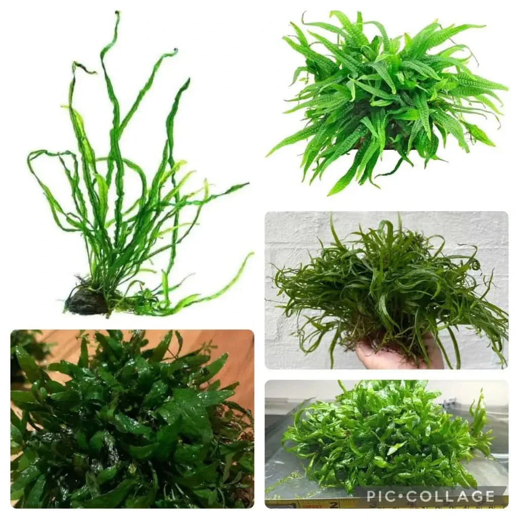 Aquatic plant assortment.