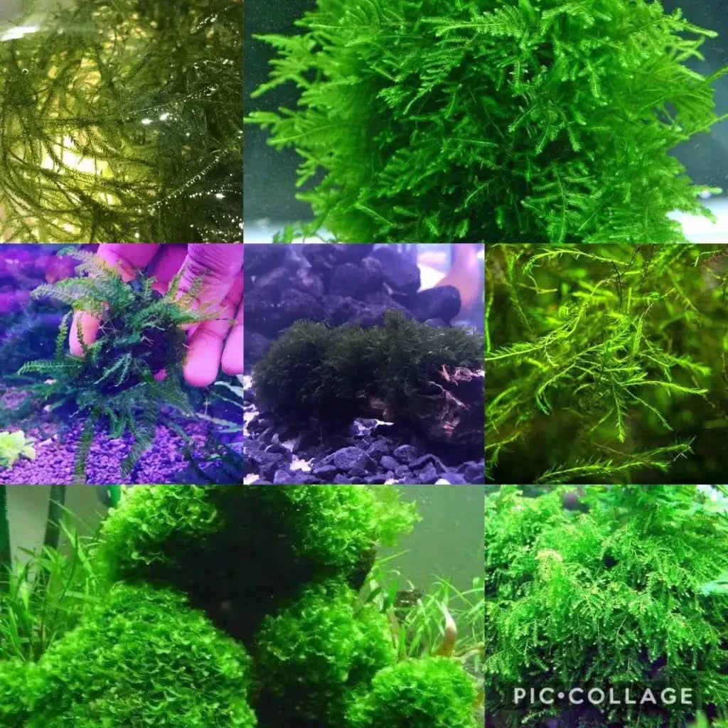 Aquatic moss collage.