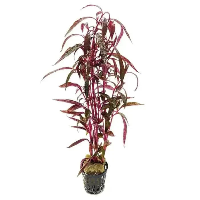 Red aquatic plant in a black pot.