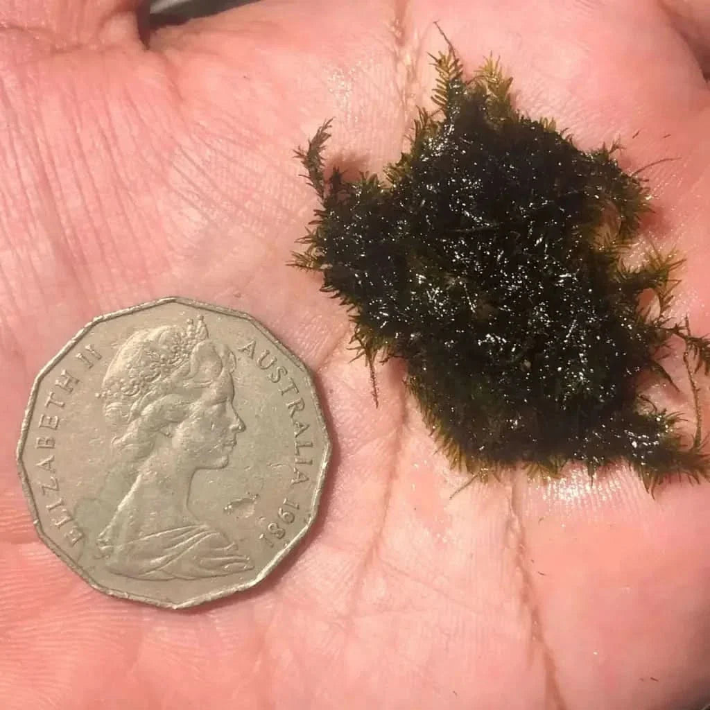 Clump of dark green moss.