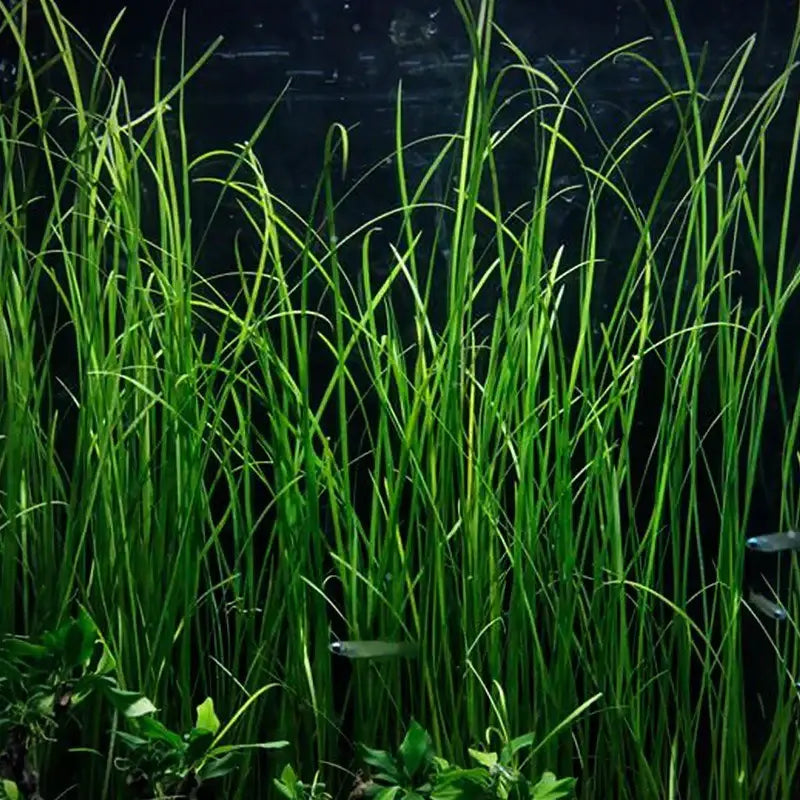 Vallisneria Nana Bunch