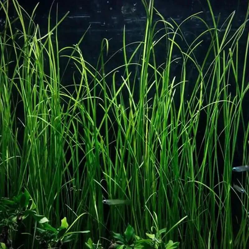 Aquatic green plants.