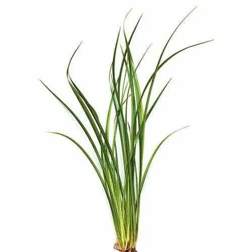 Clump of green, grass-like leaves.