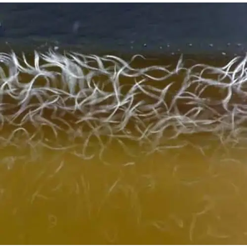 A dense cluster of fine, translucent white filaments floats in murky amber water.