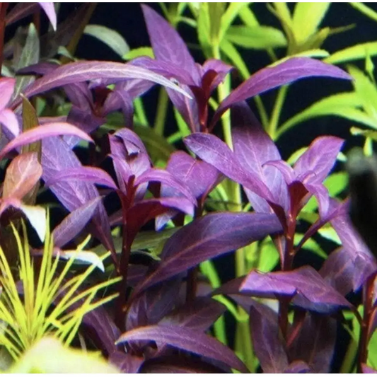 Violet