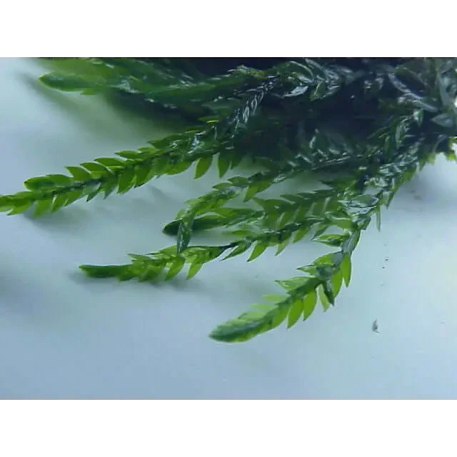 Green, feathery plant sprigs.