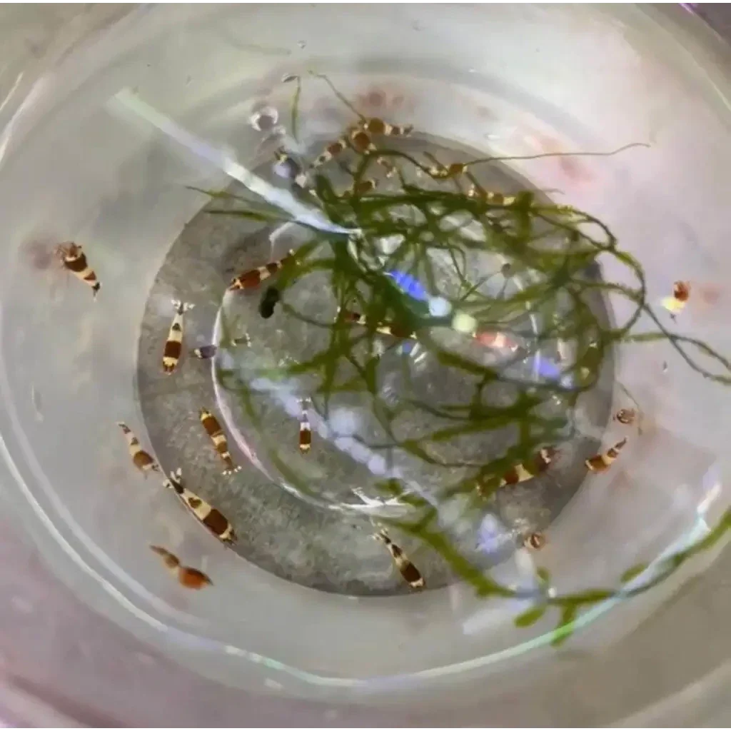 Crystal red shrimp with aquatic plants.
