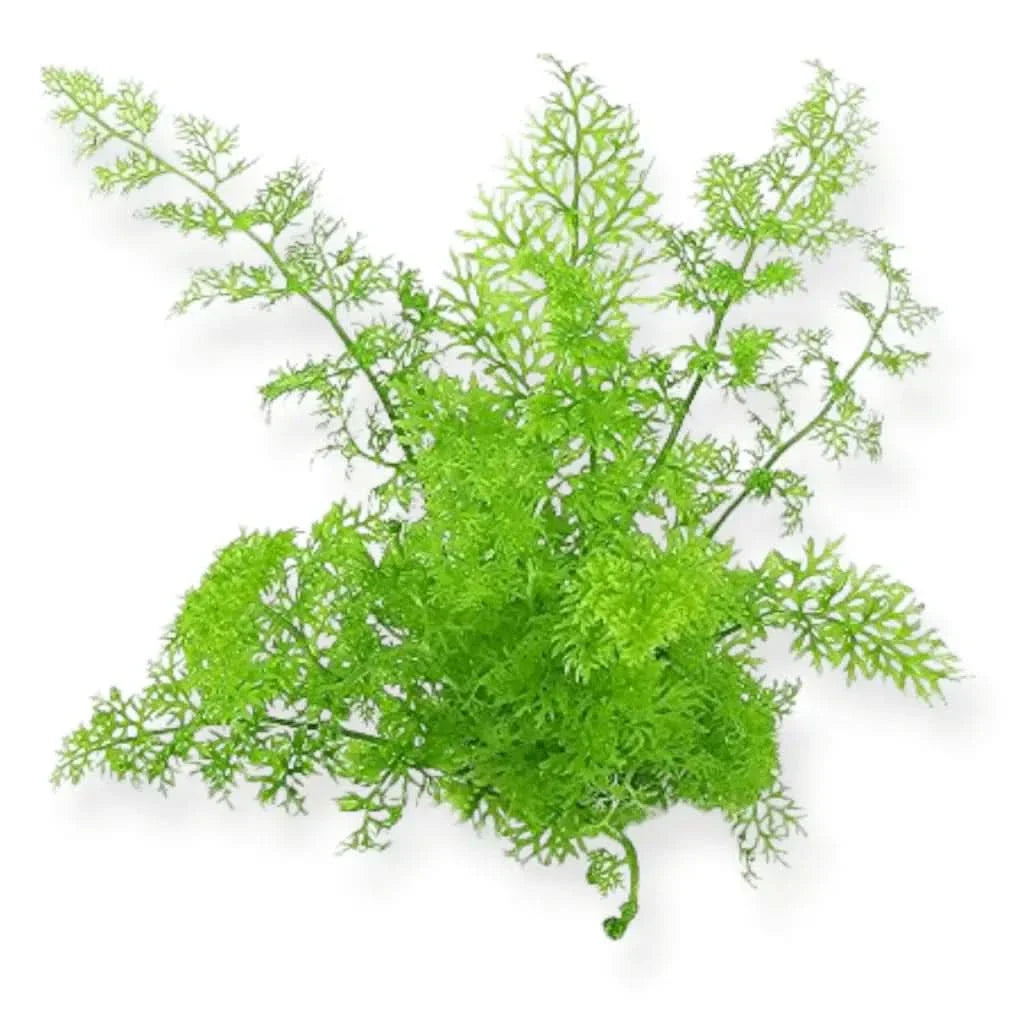Bright green asparagus fern.
