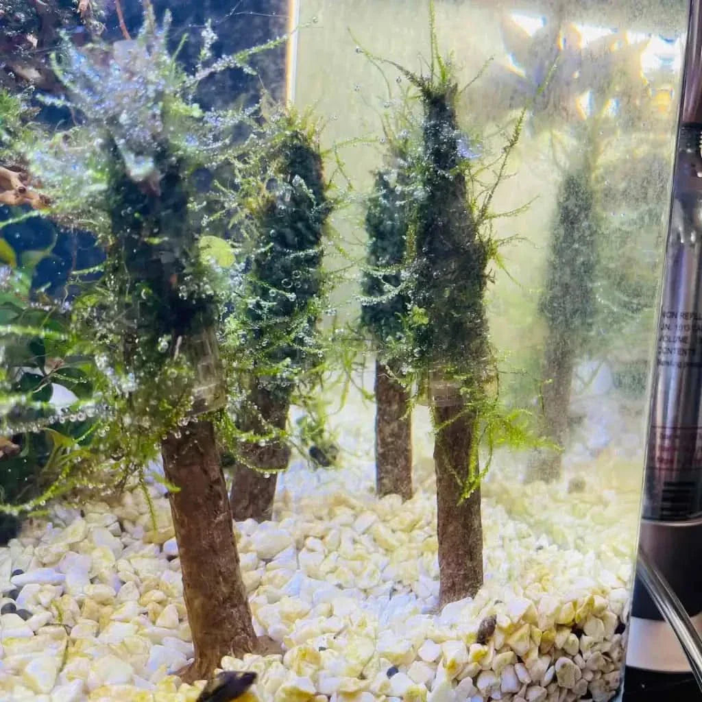 Aquarium with moss-covered tree decorations.