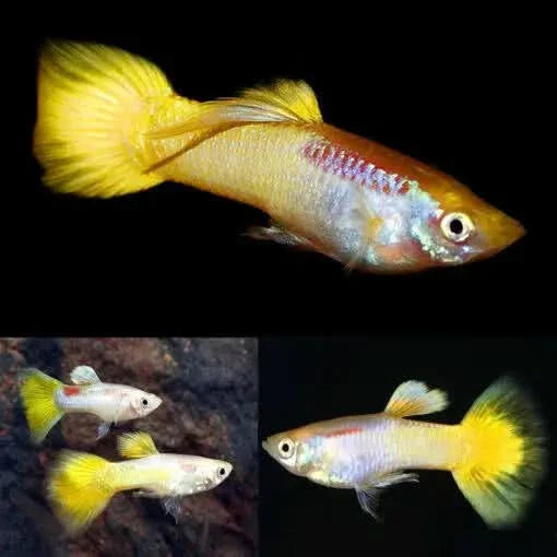 Colorful guppy fish.