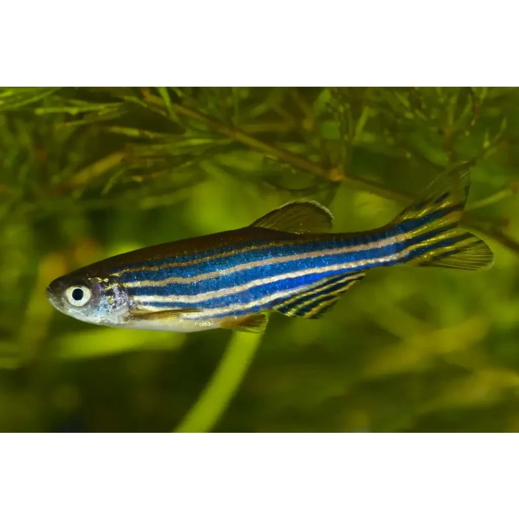 Zebra danio fish with blue and silver stripes.