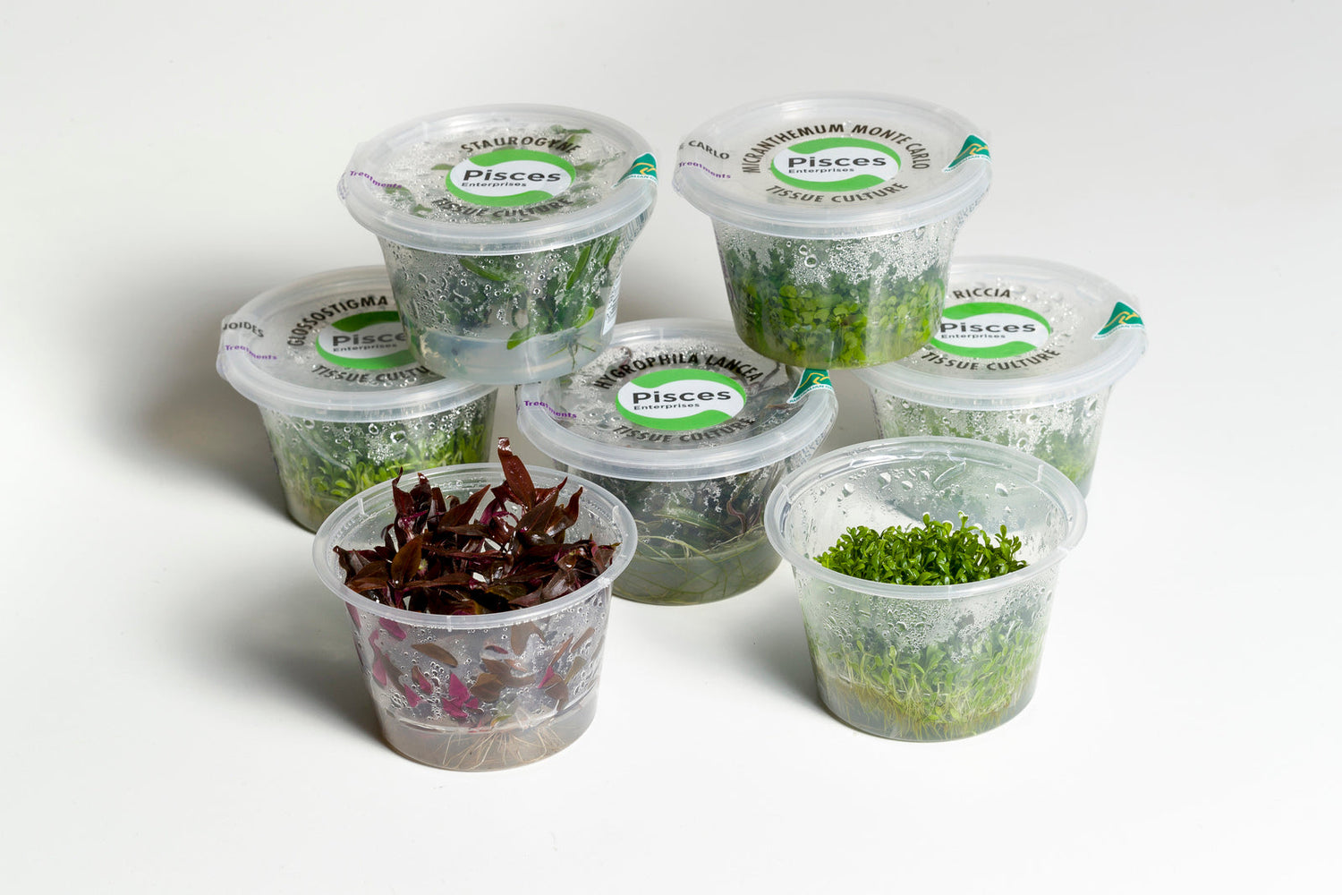Tissue Culture Plants