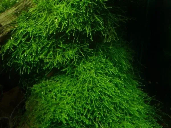 Live Moss