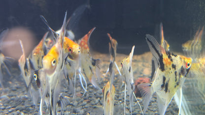 Red Devil Angelfish 3cm-4cm