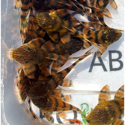 A group of vibrant, orange and black striped plecos with textured skin and fan-like fins.